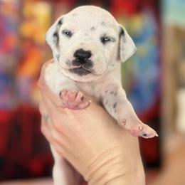 5th pick female - White and liver brown female Dalmatian puppy in Lake Mathews, California from Bully Market