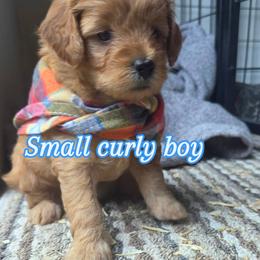 Charlie - Apricot male Goldendoodle puppy in Little Rock, Arkansas from Adorable Mini Doodles LLC