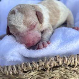 Lizzy - Parti female Double Doodle puppy in Yoakum, Texas from The Scott’s Dood Ranch