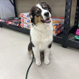 Australian Shepherd Puppies from Luna Lane Aussies