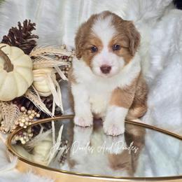Will Scarlett - Brown merle male Aussiedoodle puppy in Cleveland, Georgia from Jam's Doodles And Poodles