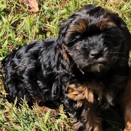 Tawna - Black and tan female Cavapoo puppy in Lebanon, Kentucky from Mosaic Merle Doodles