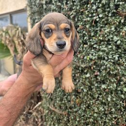 Yennifer - Cream female Dachshund puppy in Redlands, California from Pearson's Dachshunds