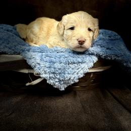 Raphael - Red male Bernedoodle puppy in Winter Garden, Pennsylvania from Bernedoodle Bunch