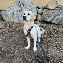Light blue - Light golden male Golden Retriever puppy in Lebec, California from Socalretrievers