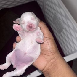 Pink collar - Red  female Goldendoodle puppy in Fort Myers, Florida from Gandy’s Tails of Joy