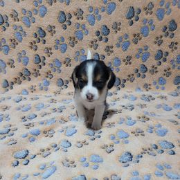 Runt Girl - Black tan and white female Beagle puppy in New River, Arizona from Desert Mountain Dobermans