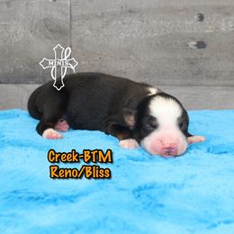 Creek - Black tri male Miniature American Shepherd puppy in Elgin, Oregon from Cross L Miniature American Shepherds
