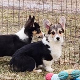 Kirin - Black and tan female American Corgi puppy in Dunbar, Nebraska from Vintage Corgis