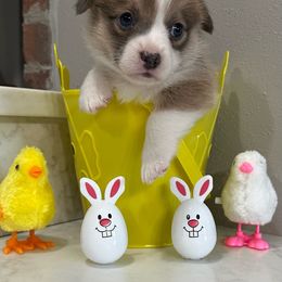 Black Collar Sable Bluie Fluff Carrier - Sable Pembroke Welsh Corgi puppy in Louisiana from 3B Corgis