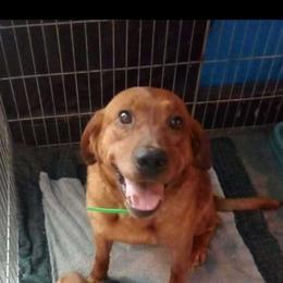 River - Labrador Retriever