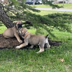 Boerboel Puppies from Catalina's Boerboels