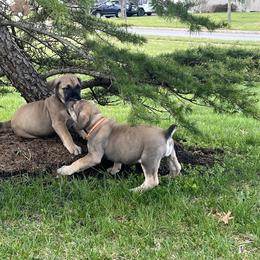 Boerboel Puppies from Catalina's Boerboels