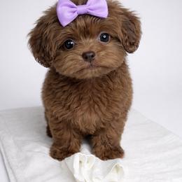 Bernedoodle, Bernese Mountain Dog, Goldendoodle, and Shihpoo Puppies from Route 66 Poodles & Doodles, Sapphire Shih-tzu's of Ohio