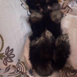 Pomeranian Puppies from Silver’s Reigning Heir Poms