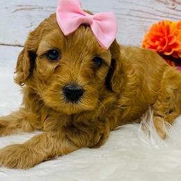 Arlington - Red female Cavapoo puppy in Nixa, Missouri from Davis Family Doodles