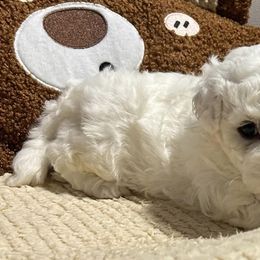 Bichon Frises from Snow in the South