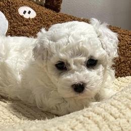 Bichon Frises from Snow in the South