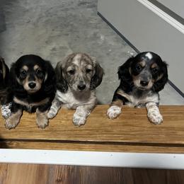 Dachshund Puppies from Lakeshore Dachshunds