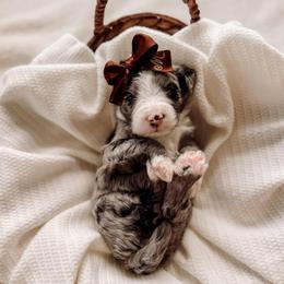 Grace - Merle female Bernedoodle puppy in Cold Spring, Minnesota from A.N.A. Doodles