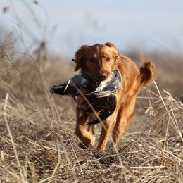 Seven - Golden Retriever