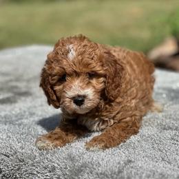 Girl 2 - Red  female Goldendoodle puppy in Cuero, Texas from Firestorm Kennel