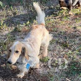 Dachshund Puppies from Camacho_Dachshunds