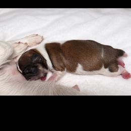 Chihuahua puppies from GeorgiasChihuahuas