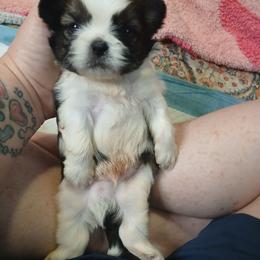 Oliver - Tricolor male Shih Tzu puppy in Brodnax, Virginia from K.B's