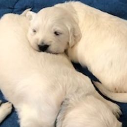 Golden Retriever Puppies from Legacy Farm Goldens