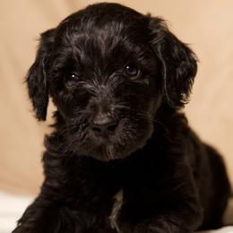 Celeste - Black female Goldendoodle puppy in Palmetto Bay, Florida from SOMIDOODLES