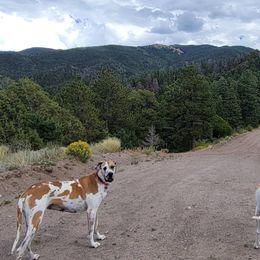 Great Danes from Chari's Great Danes