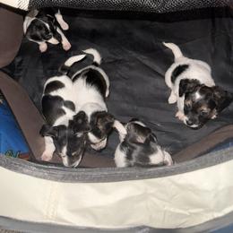 Chihuahua puppies from DeVante's Chihuahuas