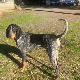 Tenley - Bluetick Coonhound