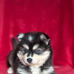 Eve - Black and white female Pomsky puppy in Coos Bay, Oregon from Ocean View Pomskies