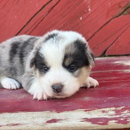 John - Blue merle and white male American Corgi puppy in Preston, Idaho from KC Bar