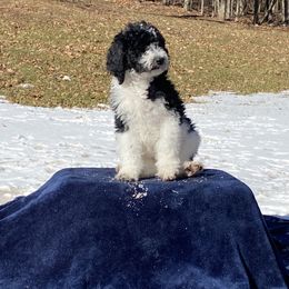 Goldendoodle Puppies from Happy Valley Doodles