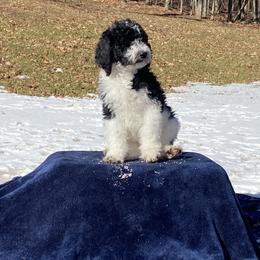 Goldendoodle Puppies from Happy Valley Doodles