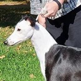 Charlie - Whippet
