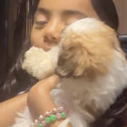 Shih Tzus from Paola Martinez