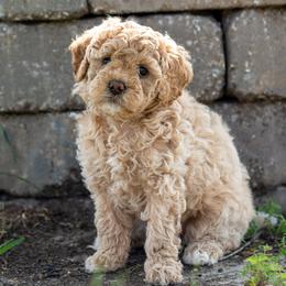 Penelope - Cream female Cavapoo puppy in Gurdon, Arkansas from Franklin Ranch Pups