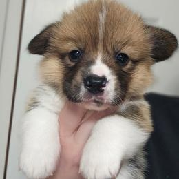 Baxter - Red male Pembroke Welsh Corgi puppy in Tomball, Texas from Larsen Loved Corgis