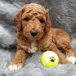 Goldendoodle Puppies from Wisconsin Doodle Dog of La Crosse