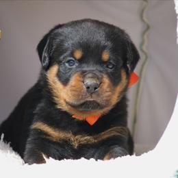 Nora - Black and mahogany female Rottweiler puppy in Uniontown, Alabama from CedarBluff Rottweilers
