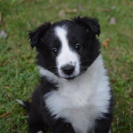 Shetland Sheepdog Puppies from Sunny Shelties