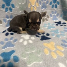 Minnie - Tricolors female French Bulldog puppy in Fulton, Missouri from FamLee Frenchies