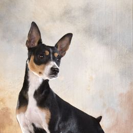 Rat Terriers from Battle Born Terriers