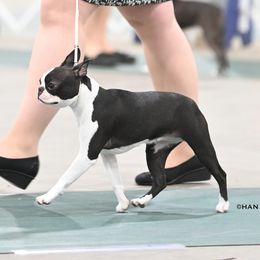 Vivid - Boston Terrier
