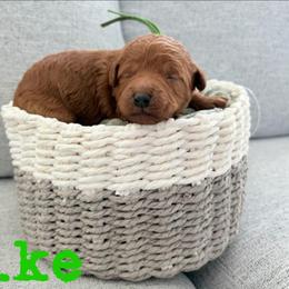 Mike - Red  male Goldendoodle puppy in Archbold, Ohio from Wurster's Mini Wee Doodles