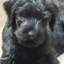 No name yet - Black male Giant Schnauzer puppy in North Royalton, Ohio from Mandy’s Giant Schnauzers